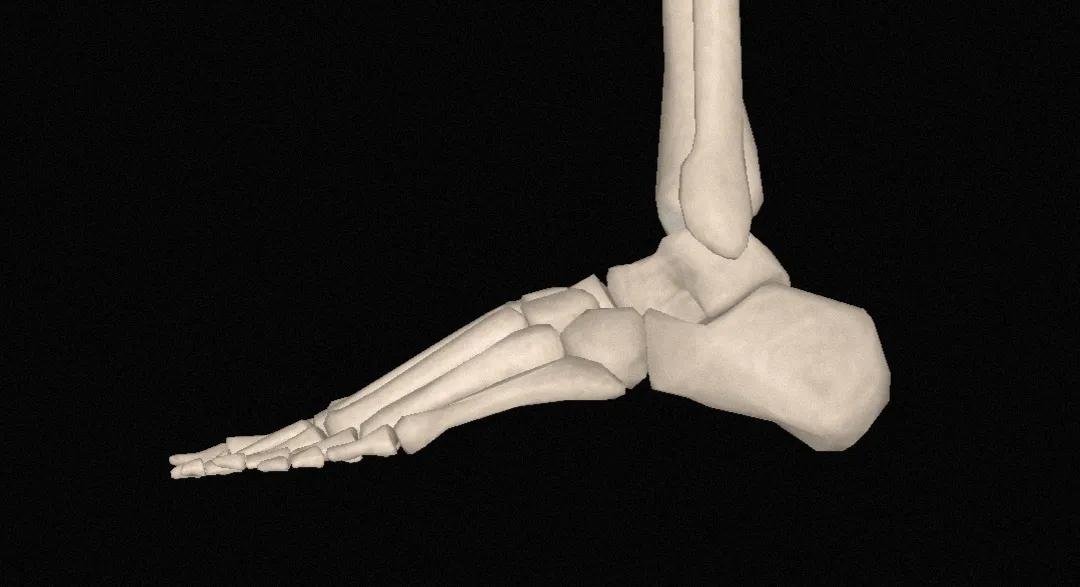 脚的各个部位详细图足的骨骼解剖