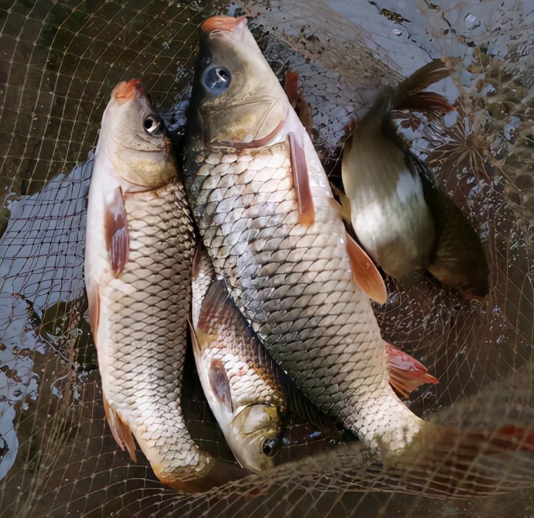 錦鯉價格多少錢一條鯉魚的