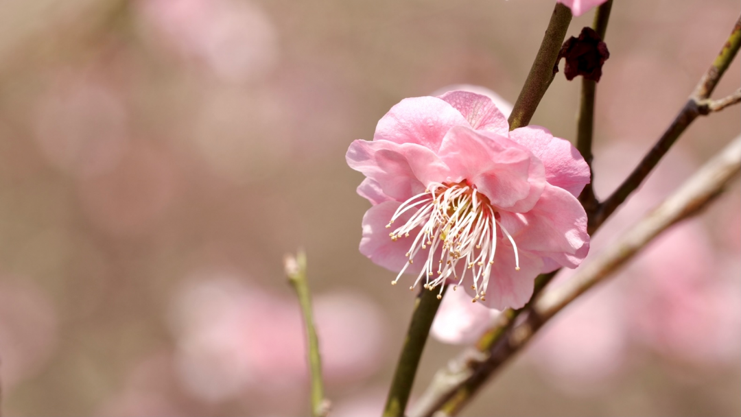 看完这篇文章，终于可以说一句：你好，南京的春天