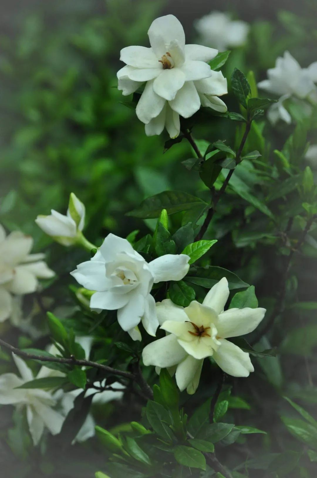 栀子花,年华微醺,只此青白|花名册no.00160