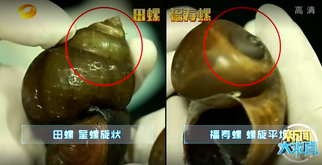 福寿螺体内寄生虫多达6000条,纹织螺比它还可怕