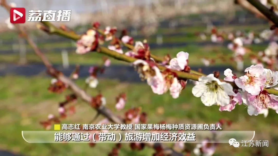 20年坚守三代人奋斗，这群&ldquo;最懂梅花的人&rdquo;，终于开出最美的花