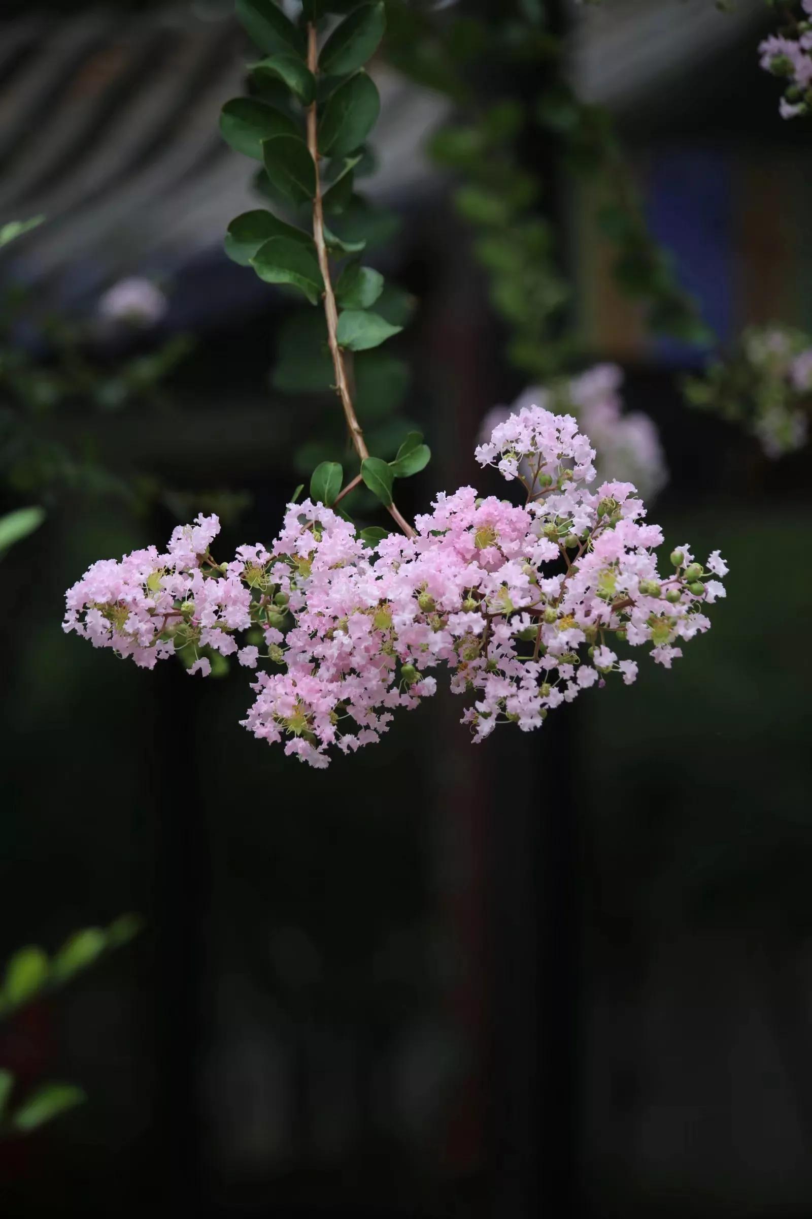 余荫山房•紫薇