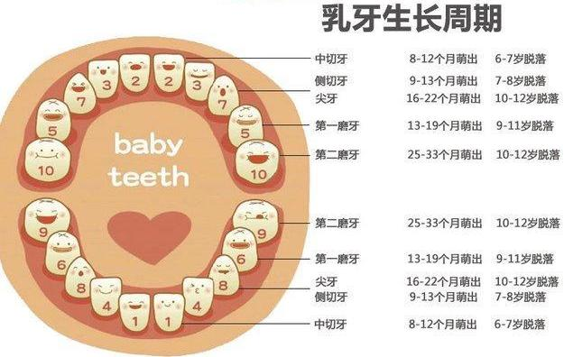 想要孩子牙齿好，从乳牙开始注意，乳牙、换牙阶段重点，一文讲清