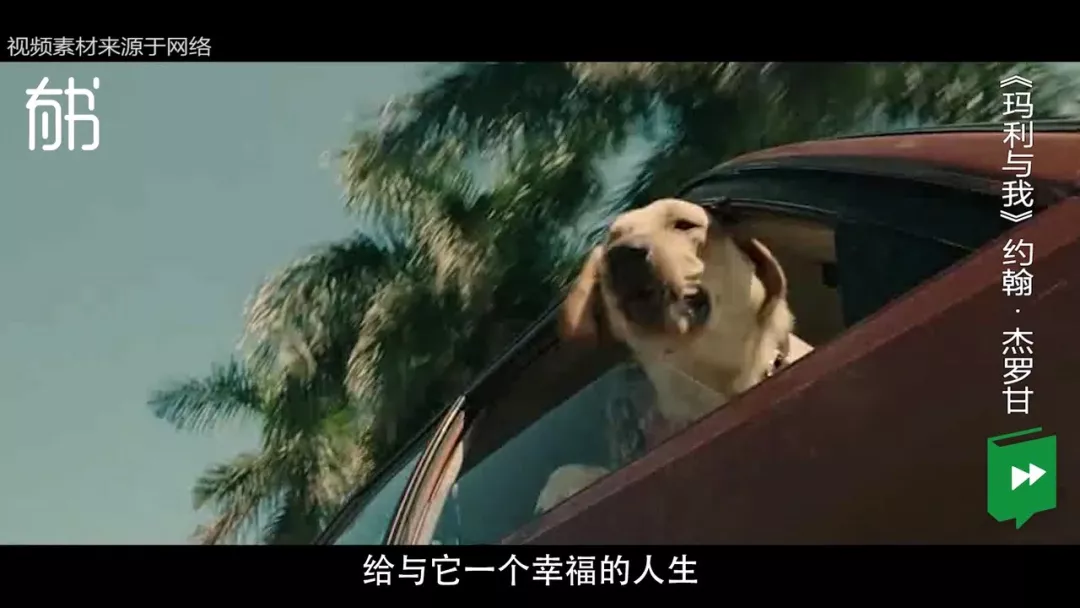 世界上最牢固的感情,便是狗对人的忠诚