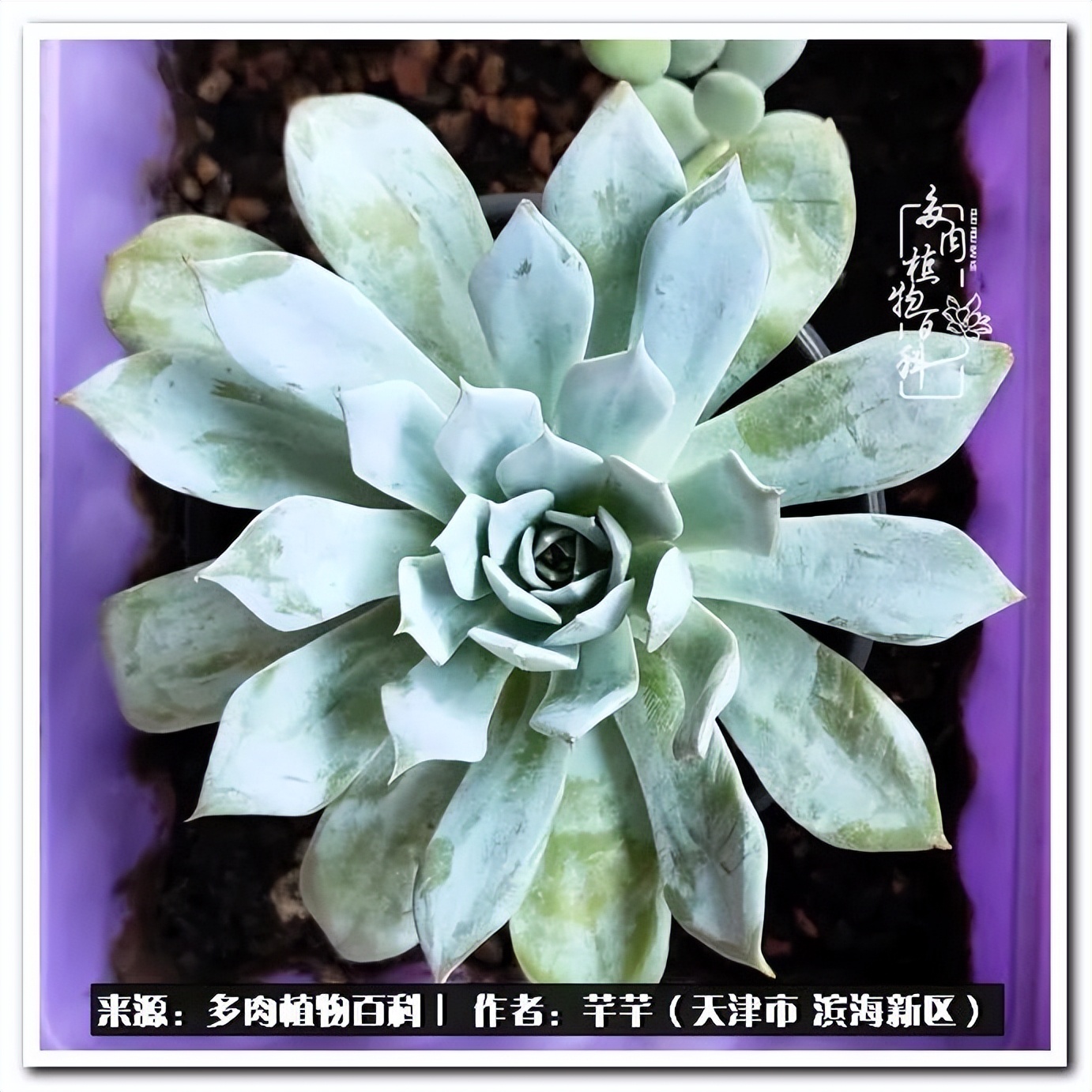 发现夏日多肉绿色之美 天天看点