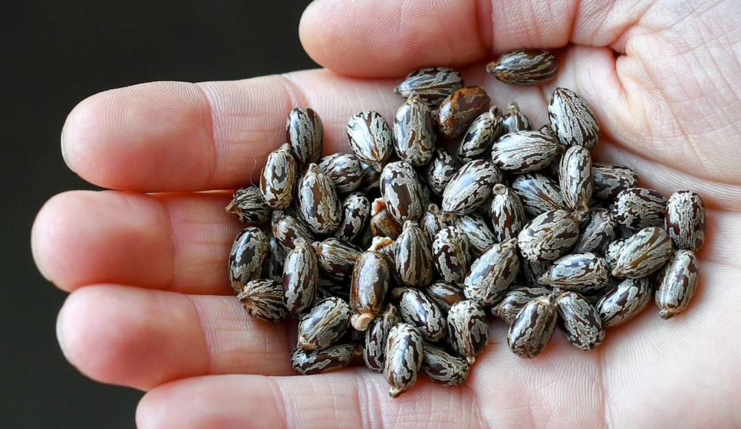 15毫米等于多少厘米(蓖麻在中国农村很常见) - 青木春