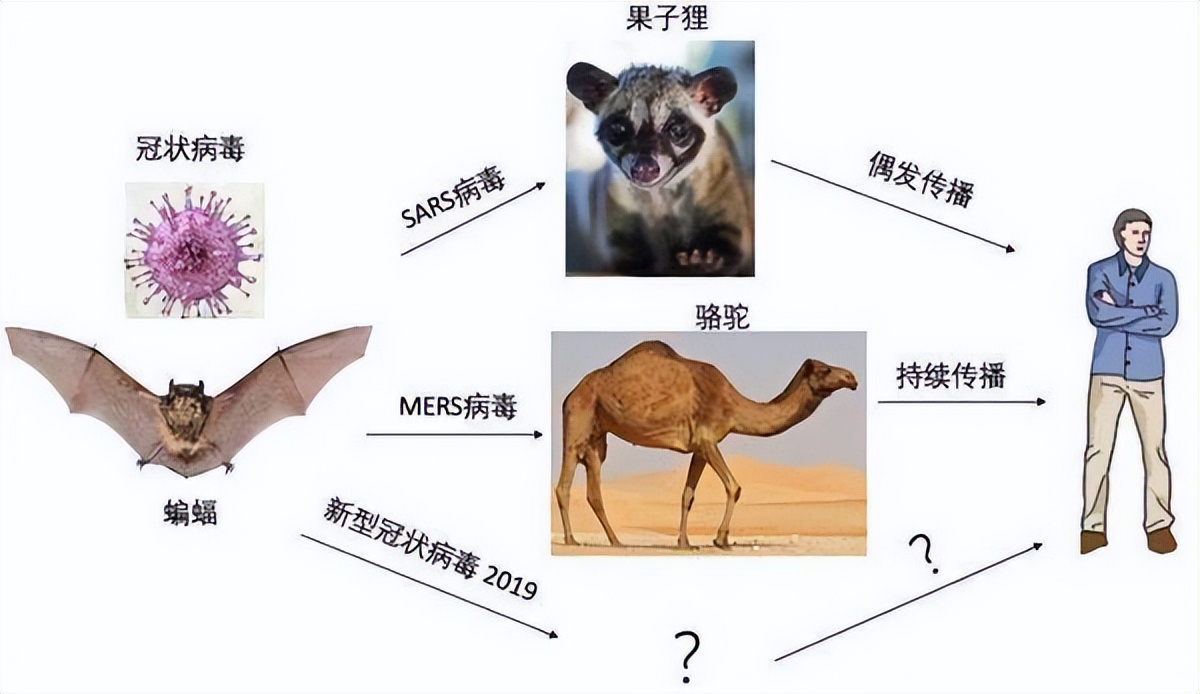 蝙蝠携带病毒上千种,包括冠状病毒,人类为何不消灭蝙蝠?
