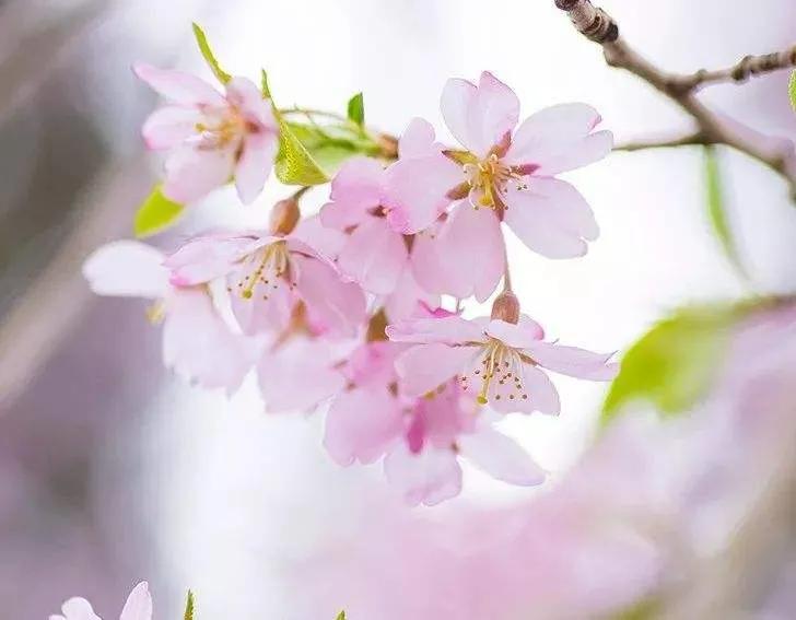 四月暖心祝福干净唯美句子文案，光阴之美，如约而至