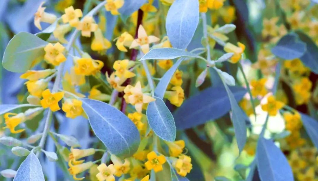 沙漠桂花 沙枣花 天天看点