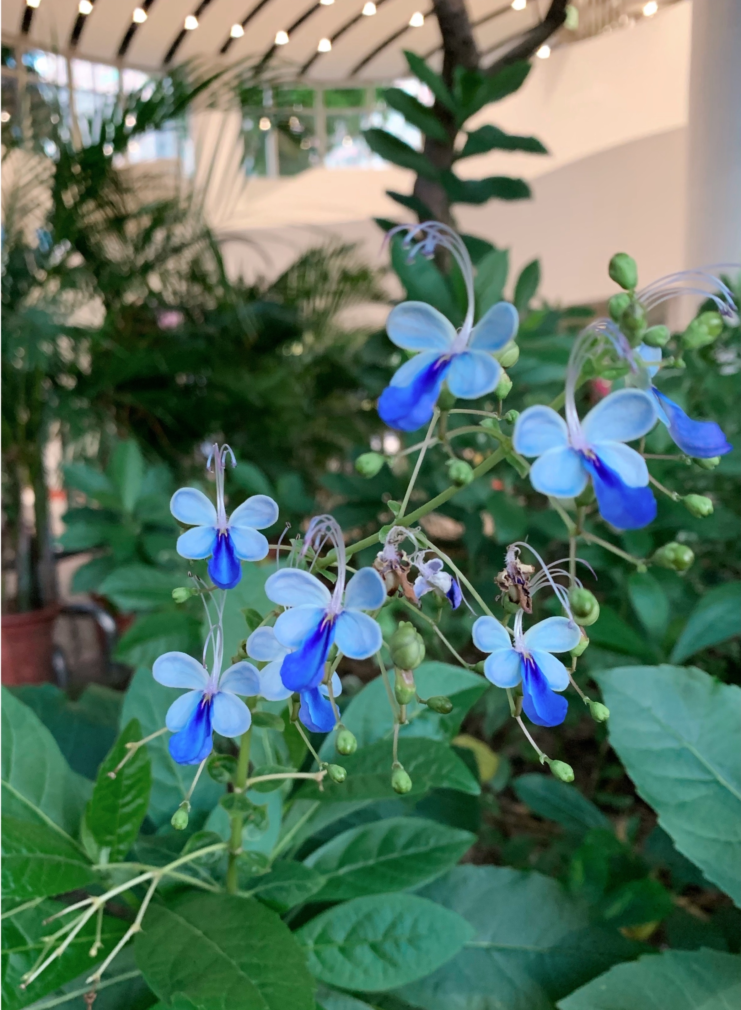 网红盆栽花—蓝蝴蝶"网红"盆栽花—蓝蝴蝶,花似群蝶飞舞,四季都有