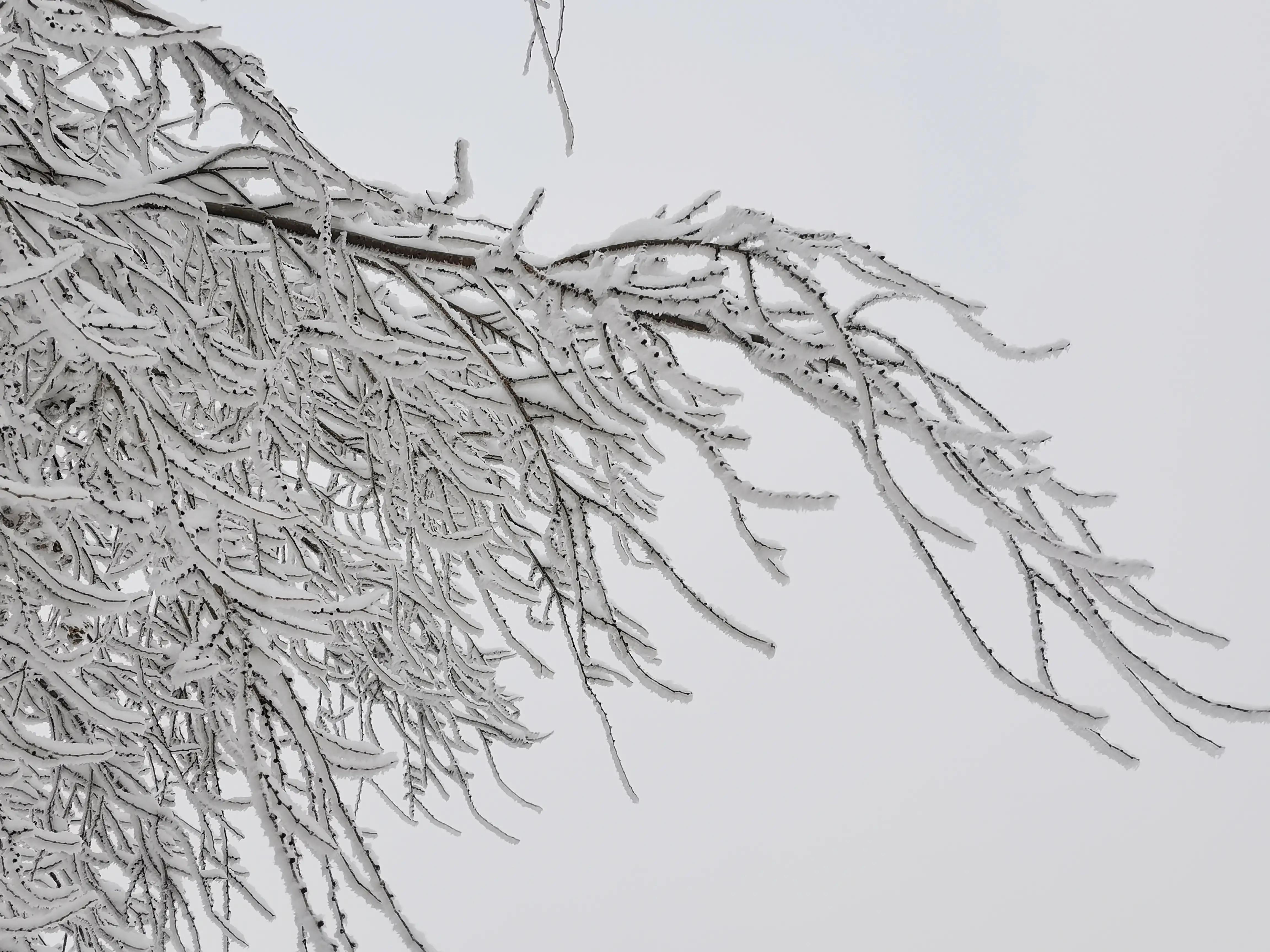 大雪压青松青松挺且直的意思大雪压青松青松挺且直是什么意思