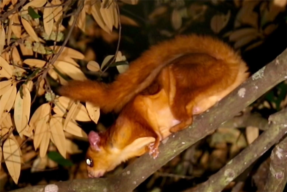 06空中的天敌!鹰雕伸出利爪,刺入飞虎的躯体