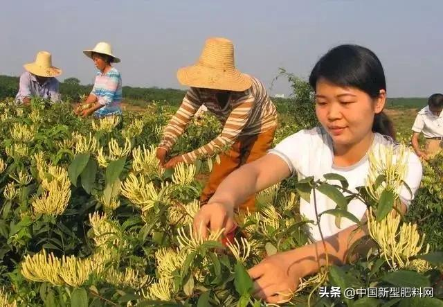 农村这些作物,明年种植,赚钱多,利润很可观,价格一直在涨