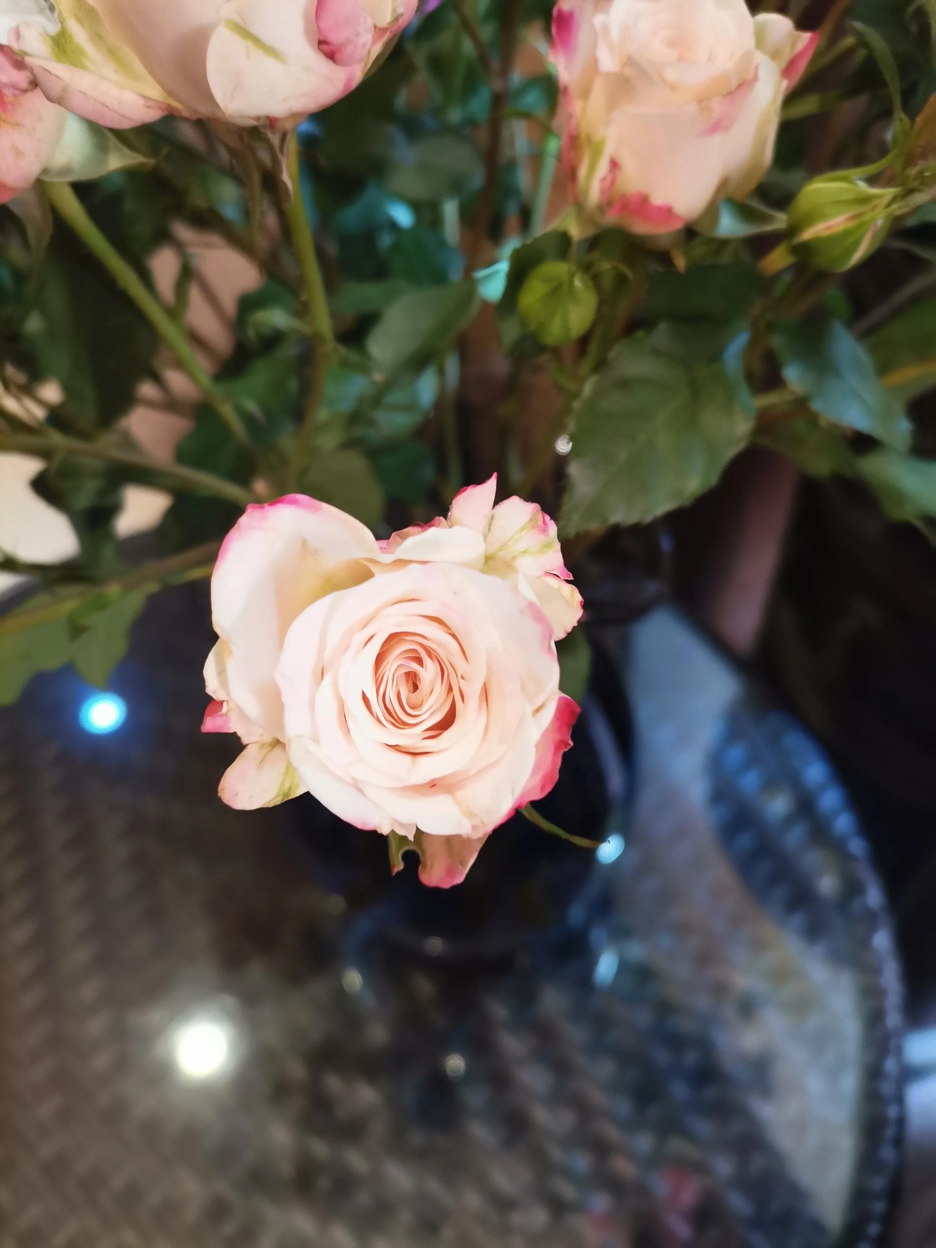 代表着刻骨铭心的爱情粉色玫瑰的花语还是永远的爱,代表永恒的爱情