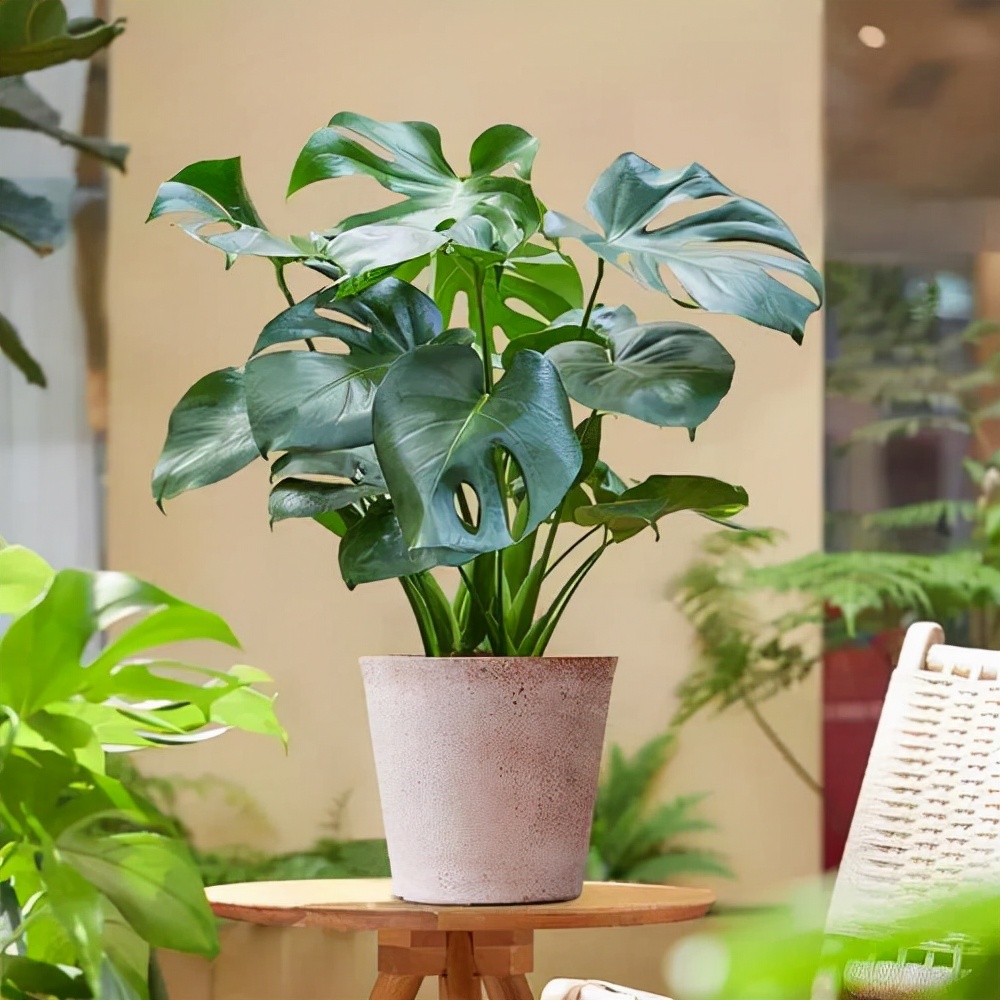 家里光照不足，建议养这10种“耐阴花”，有点散光就能长得很美