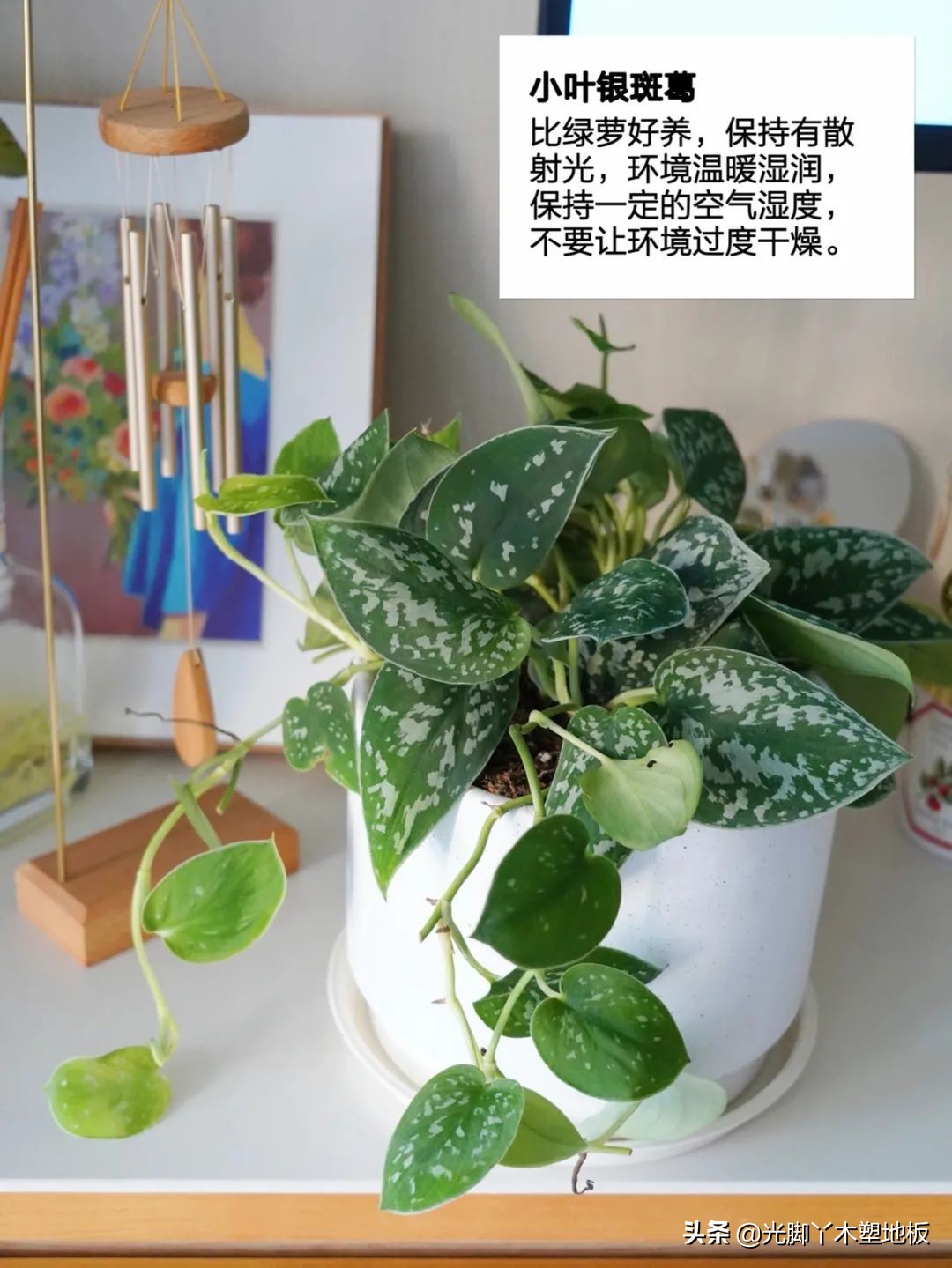 花5000块，把14㎡阳台变成一个小花园，小小的改变感受大大的幸福