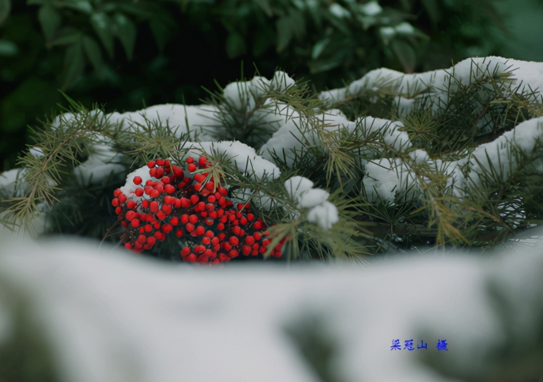 感恩大自然的馈赠“花果揪雪韵”