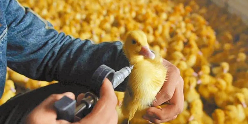 曾经一张养殖户给鸭子打针的图片流出后,这让喜欢炒作的媒体有了很好