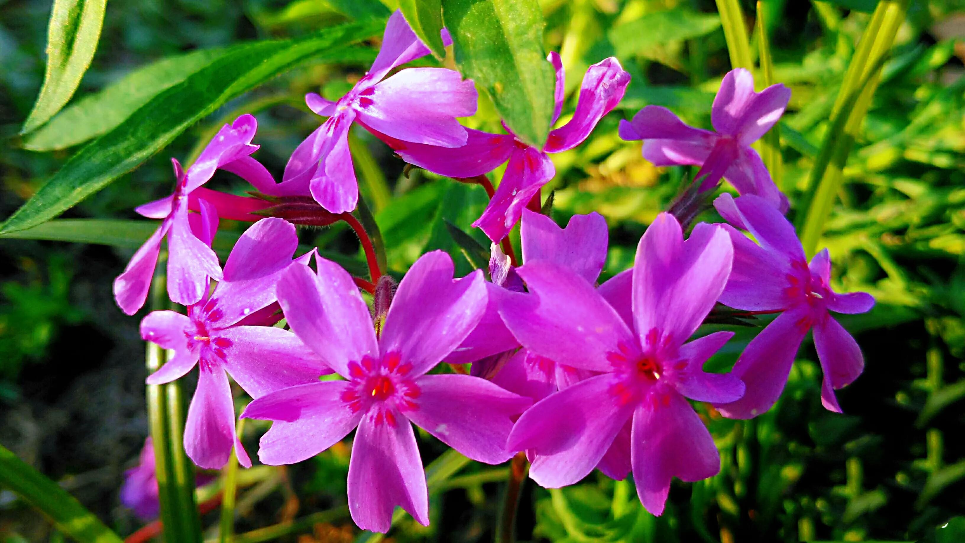 天蓝绣球图片(揭秘针叶天蓝绣球花的俗称)