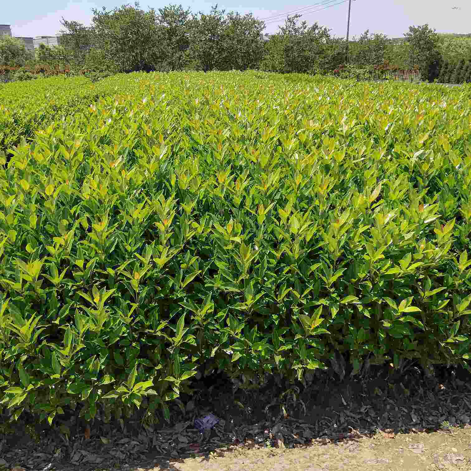金边大叶黄杨(金边黄杨能对抗城市烟尘和甲醇)
