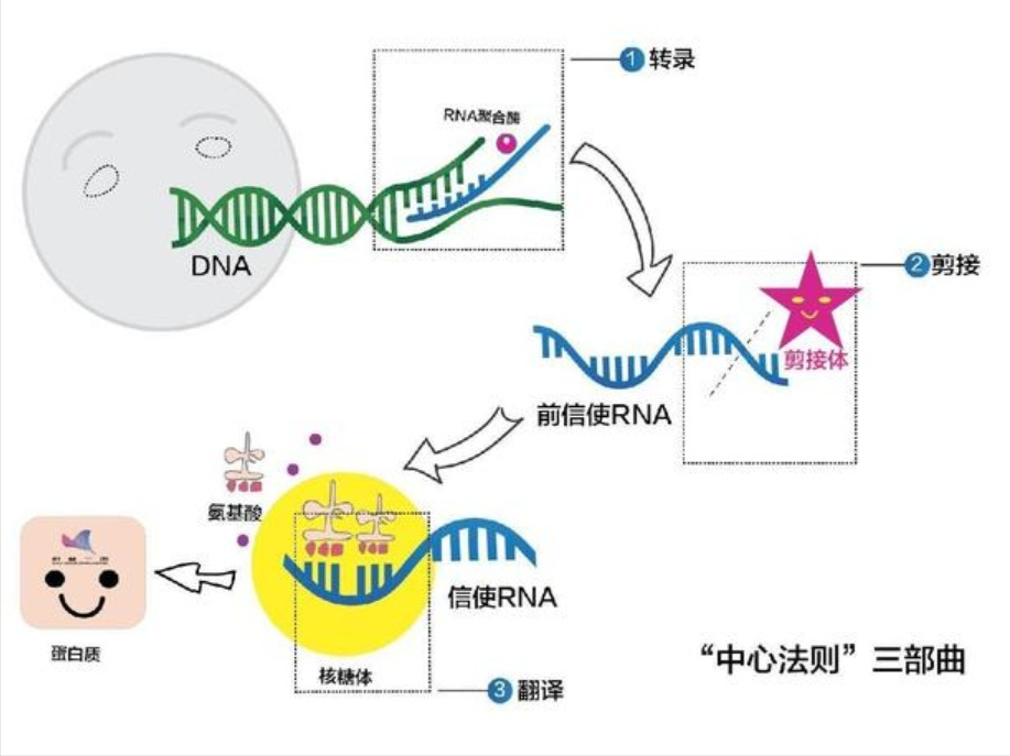 ���Ƕ������Ǻ����70������ʯ����DNA�ɷ֣���������������̫��
