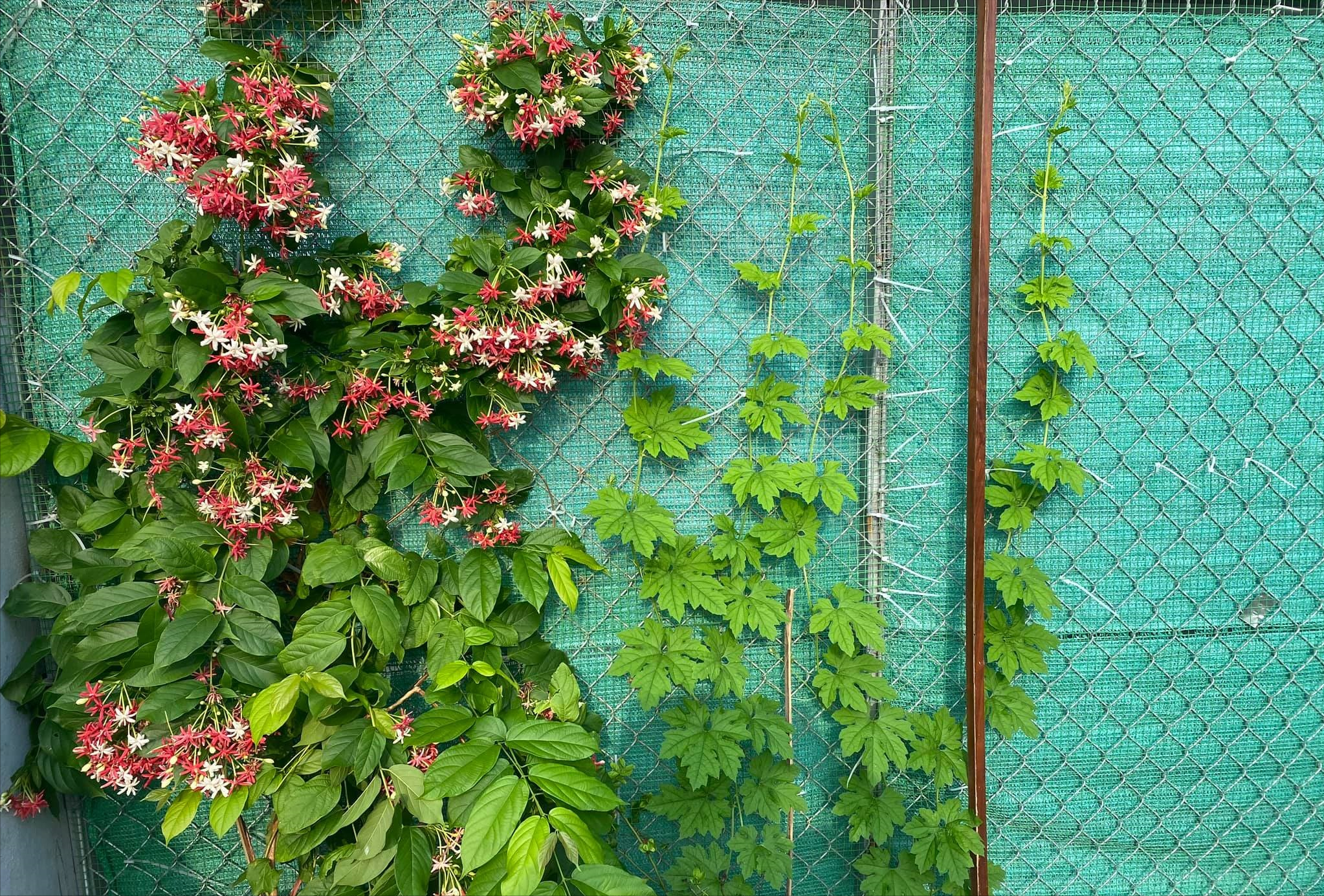 女厂长利用100平方米露台，投资3000块钱，种植了各种干净蔬菜