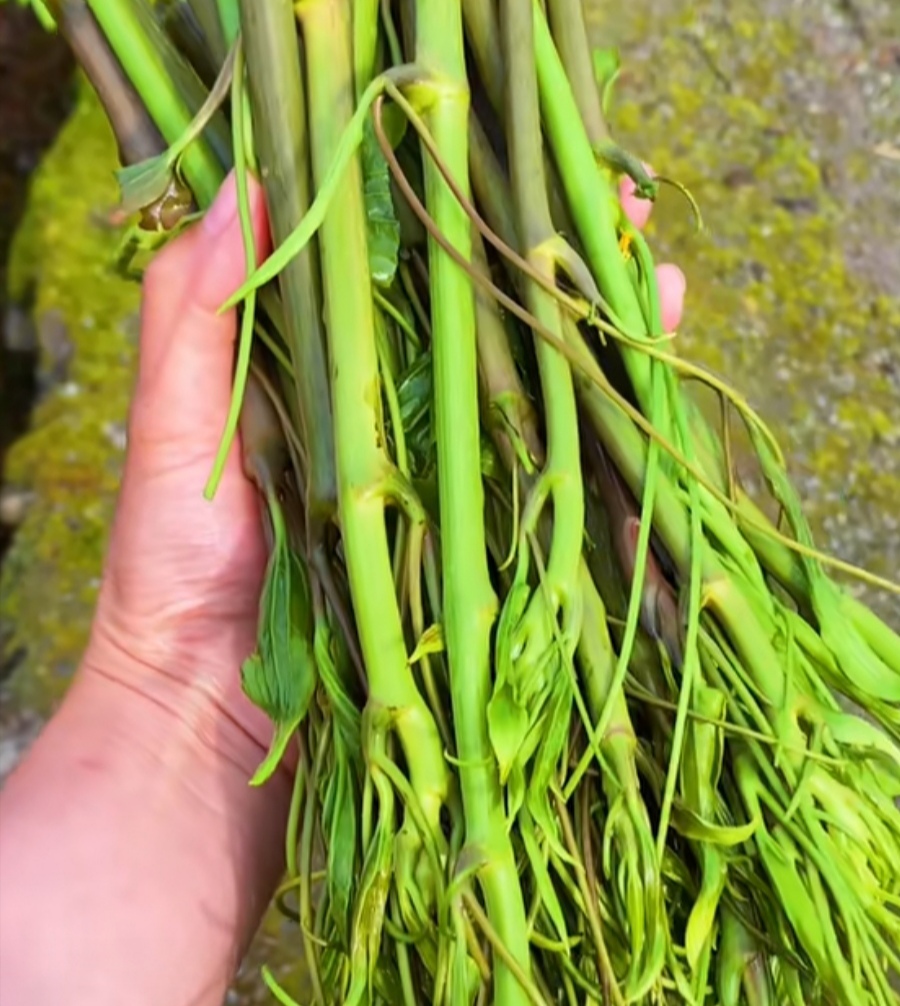 这100种野菜很常见，也很美味，可惜很多人不认识，白白错过美食