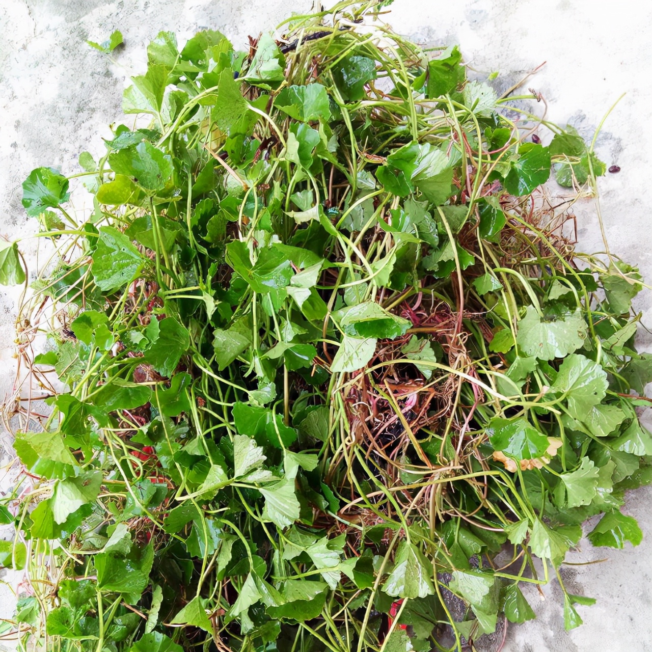 野菜有哪些常见品种(常吃野菜大全图片) - 科猫网