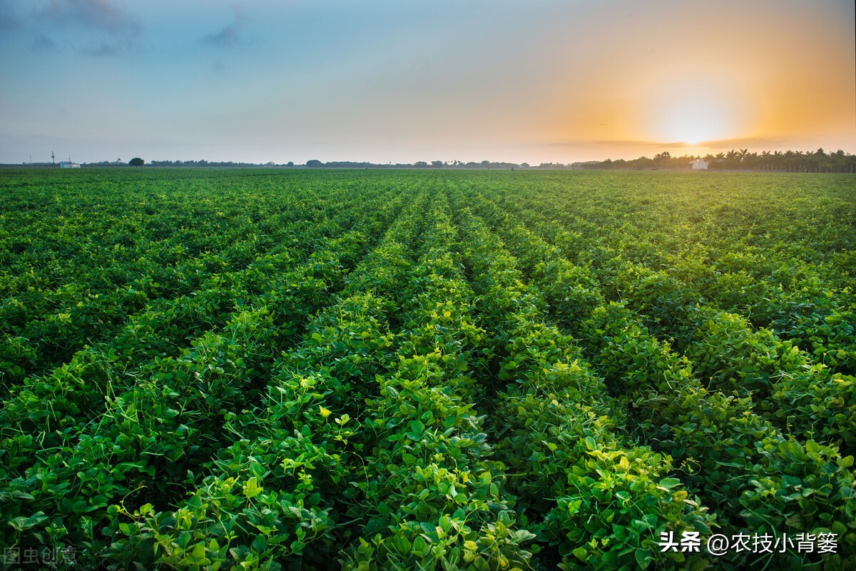 大家总结出了各种(绿豆怎样种植管理才能更高产？从播种到采收注意这11个方面)