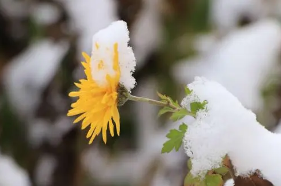 「诗词鉴赏」冬菊忘年友，十首有关冬菊的诗词，看菊花傲霜斗雪