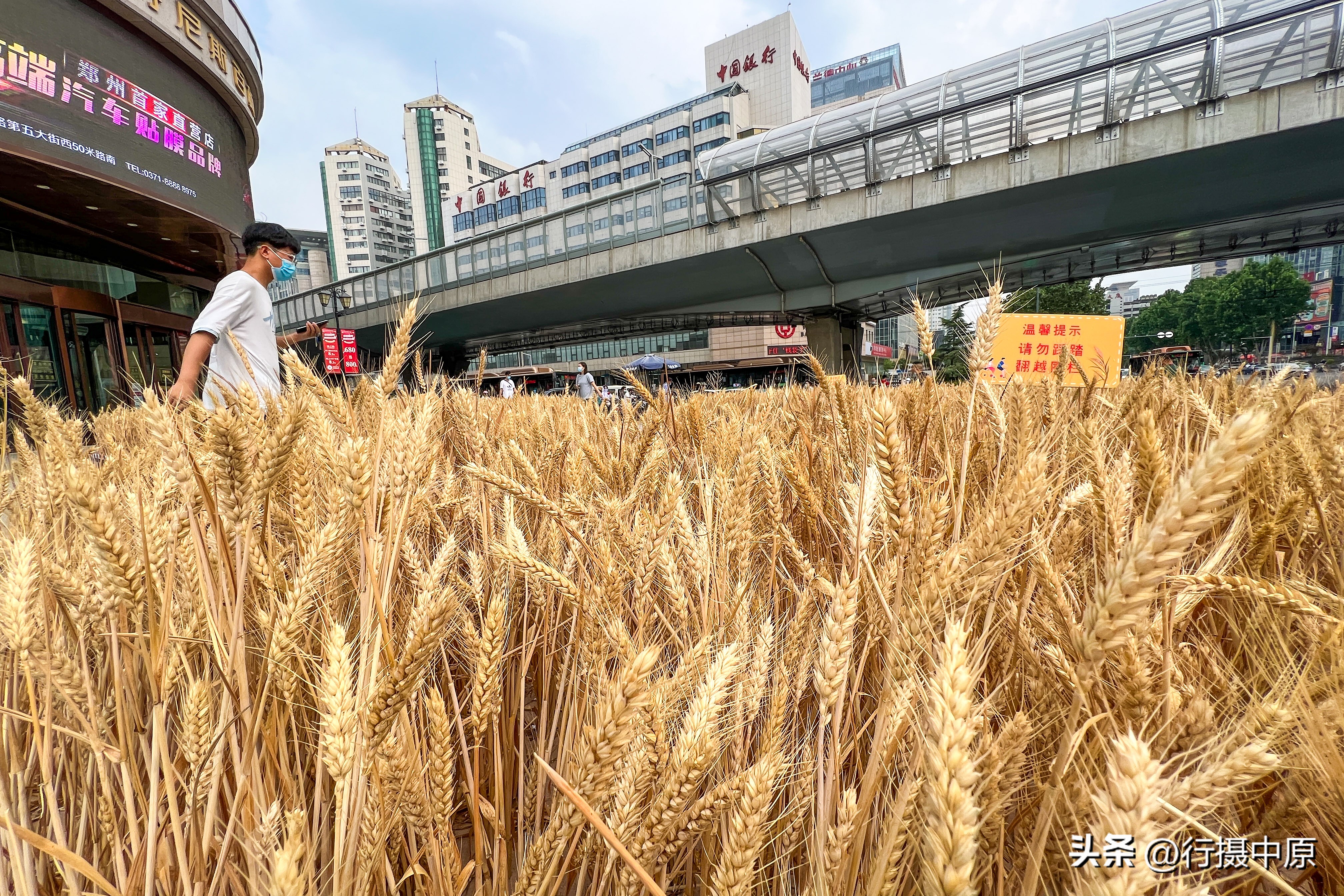 街头篮球小麦怎么样(郑州金黄麦穗“种”上城市街头，都市商圈现“风吹麦浪”场景)