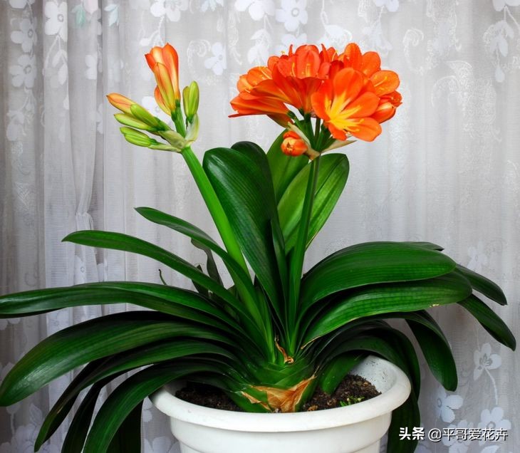10种“富贵花”，给家里随便买几盆，高端、上档次，谁看了都喜欢