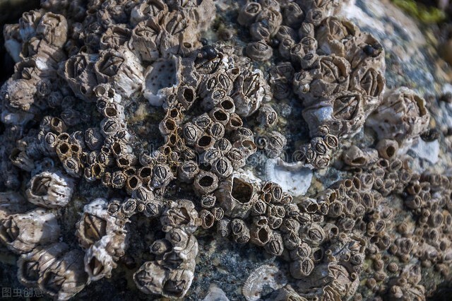 藤壶是什么东西 男子半个脑袋长螨虫-山巅百科网