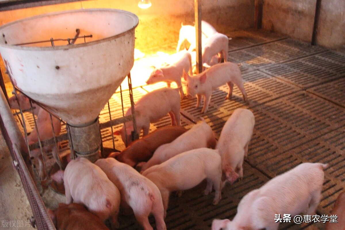 白条猪批发价格多少钱一斤？2022年白条猪价格行情最新走势预测