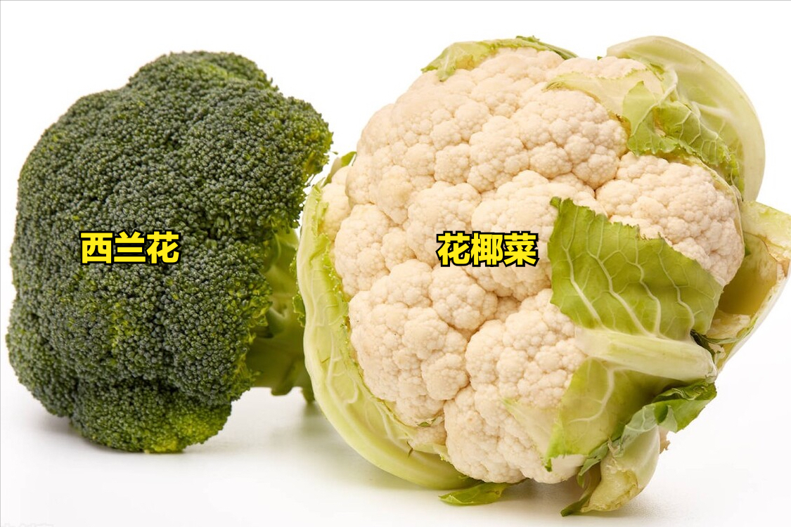蔬菜的分类都有哪些（26种不同的蔬菜和吃法）