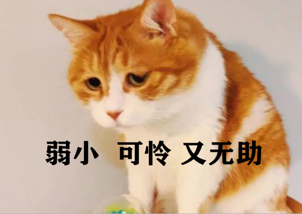 上海交通大学博士被处分，只因撸了流浪猫，校方表示是为学生好