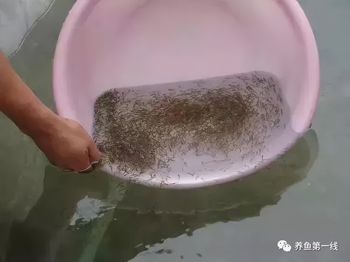鱼苗培育家鱼及常规鱼的水花育苗人工饲养方法