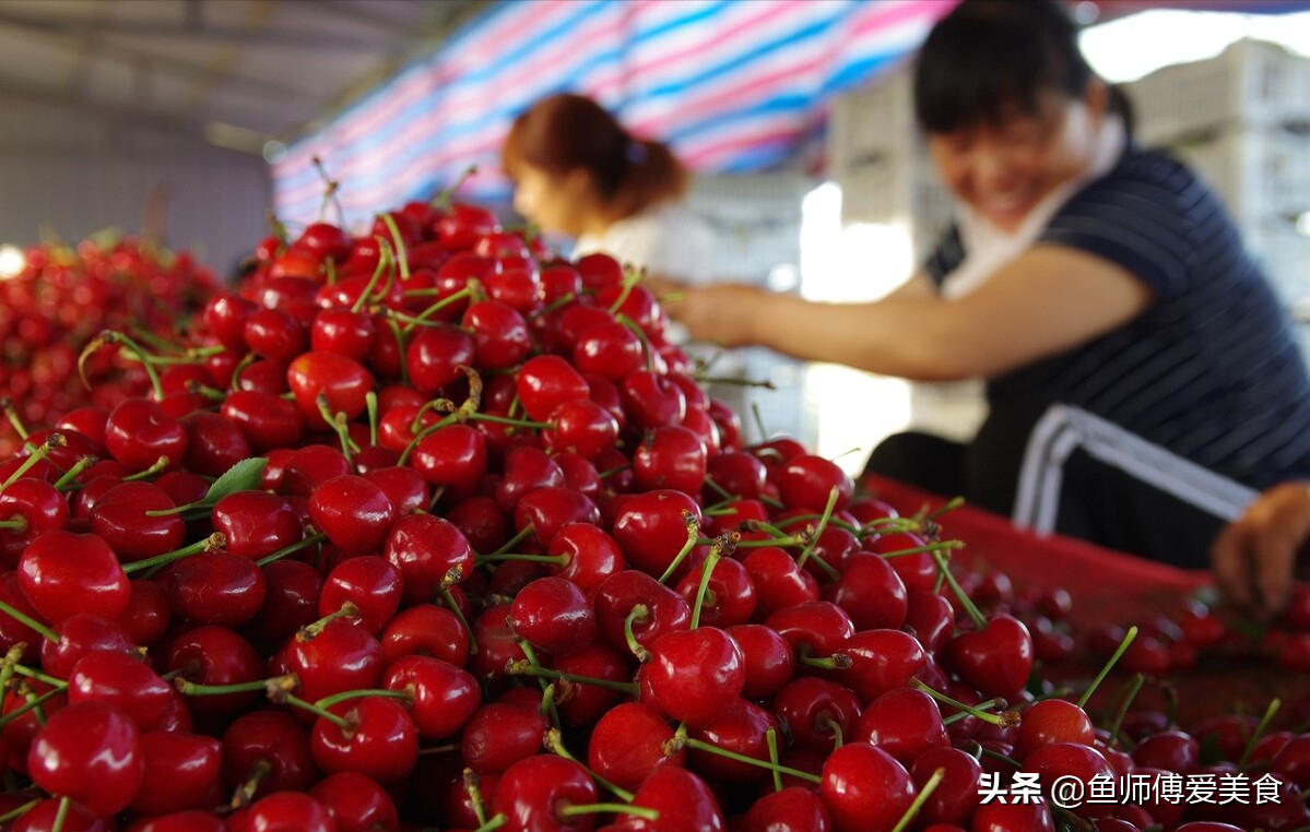 白天气温太高,日照强烈,所以果农都是起早贪黑地采摘大樱桃.