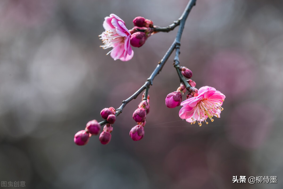 冬梅花图片大全大图(红梅腊梅争艳开) - 赤虎壹号