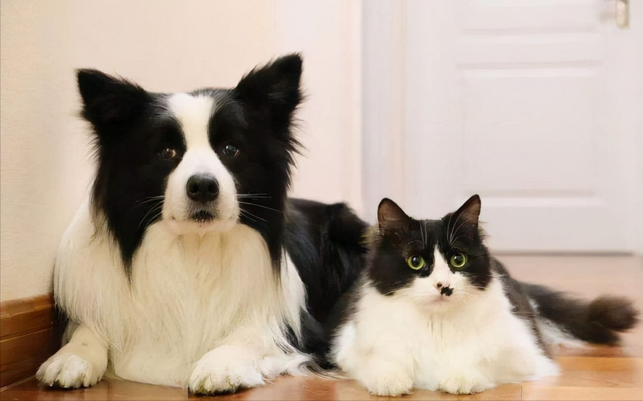 为什么智商第一的边牧犬,从"万人迷"变成了"万人恨"?