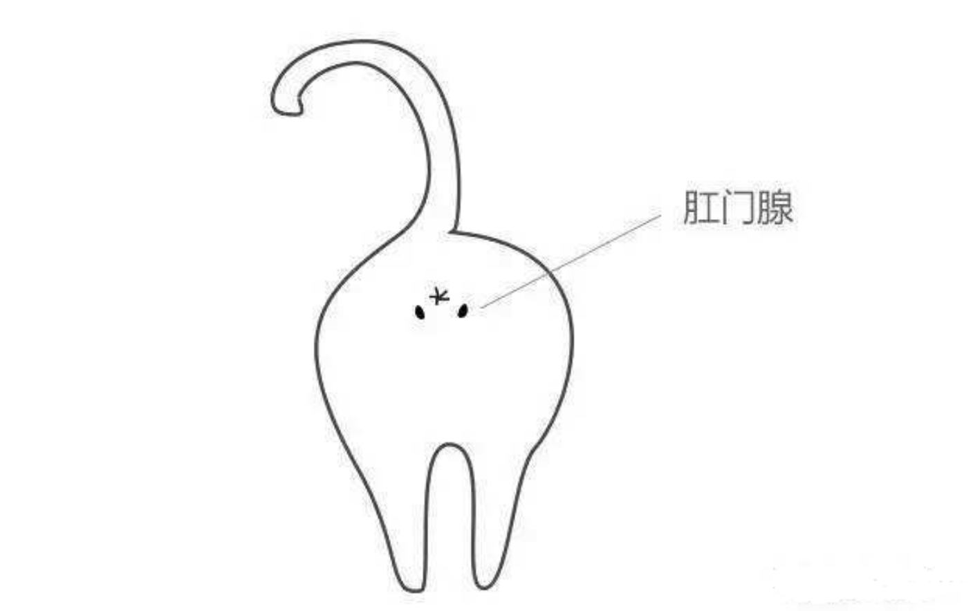 狗一见面，为什么会先“闻屁股”？狗屁股里到底有什么秘密？