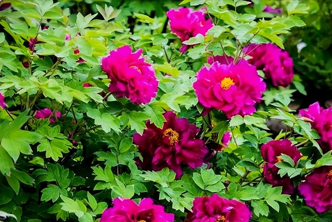 18首关于牡丹花的诗词：惊艳妖娆，绚丽如梦，一美千年