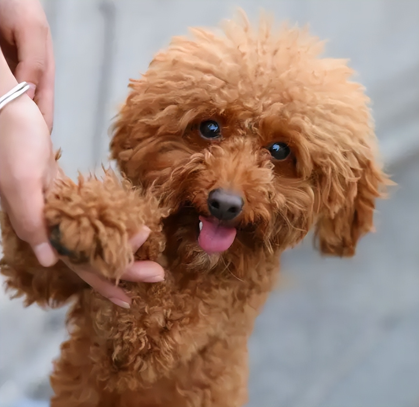 哪种狗好养又聪明(金毛犬多少钱一只幼崽)-第5张图片-巴山号
