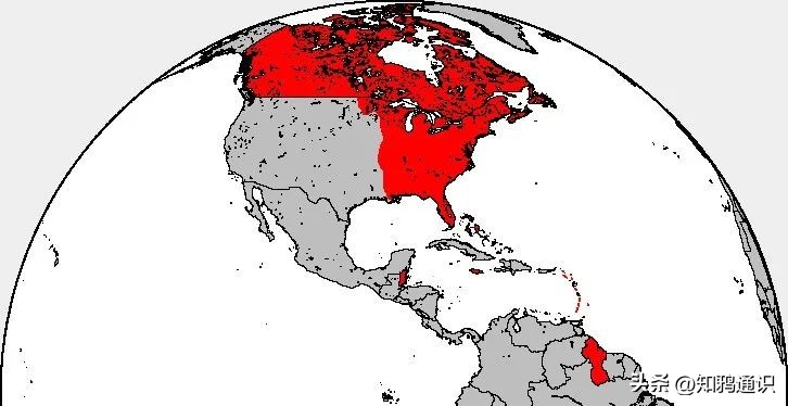 美国是什么时候成立的（美国不敢惹的两个大国）-第4张图片-科灵网