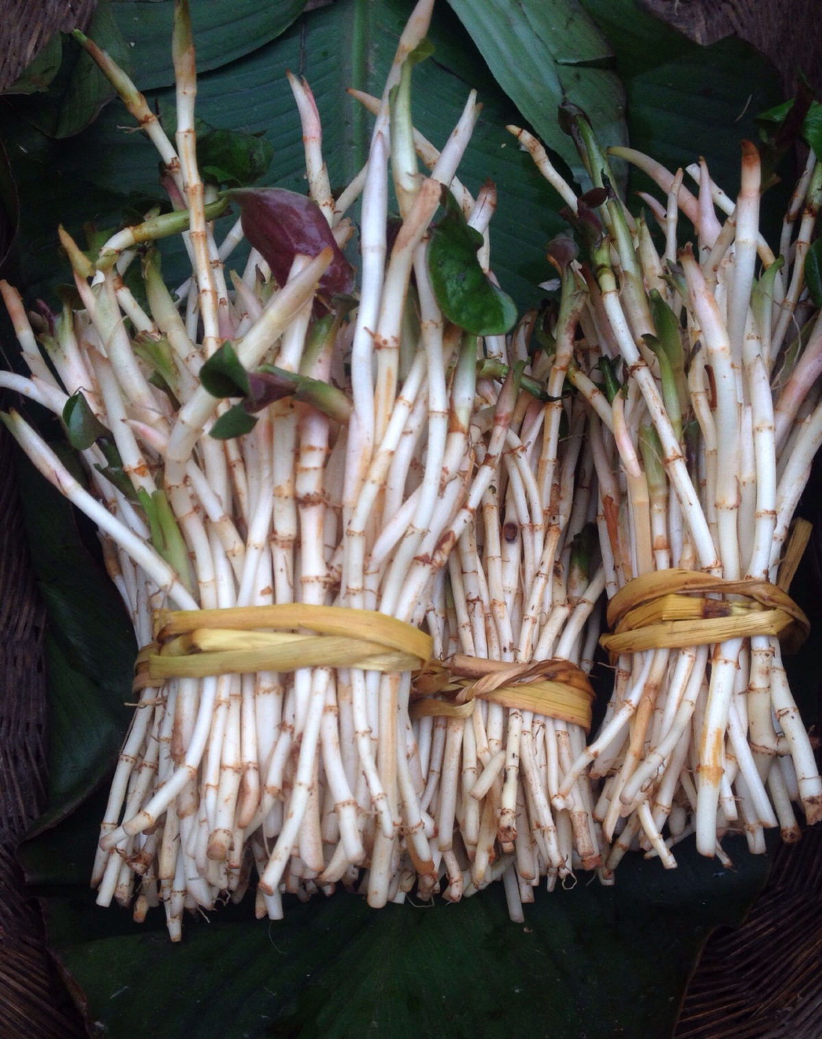 这个是菜场卖的折耳根作为药品的鱼腥草作为药物中医性味归经,功能