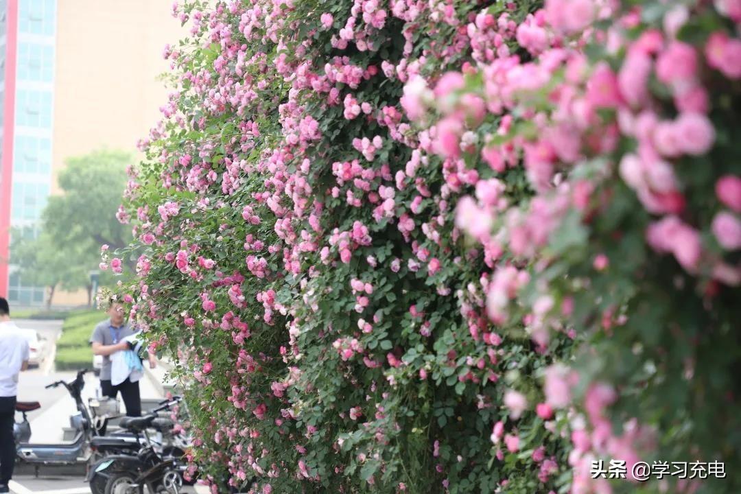 山东现代学院，是一座怎样的学校？