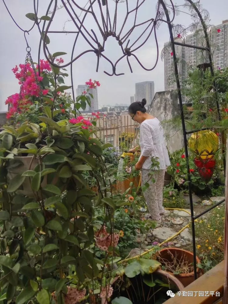 园丁奖花园组《002号》不离不弃,芳龄永继
