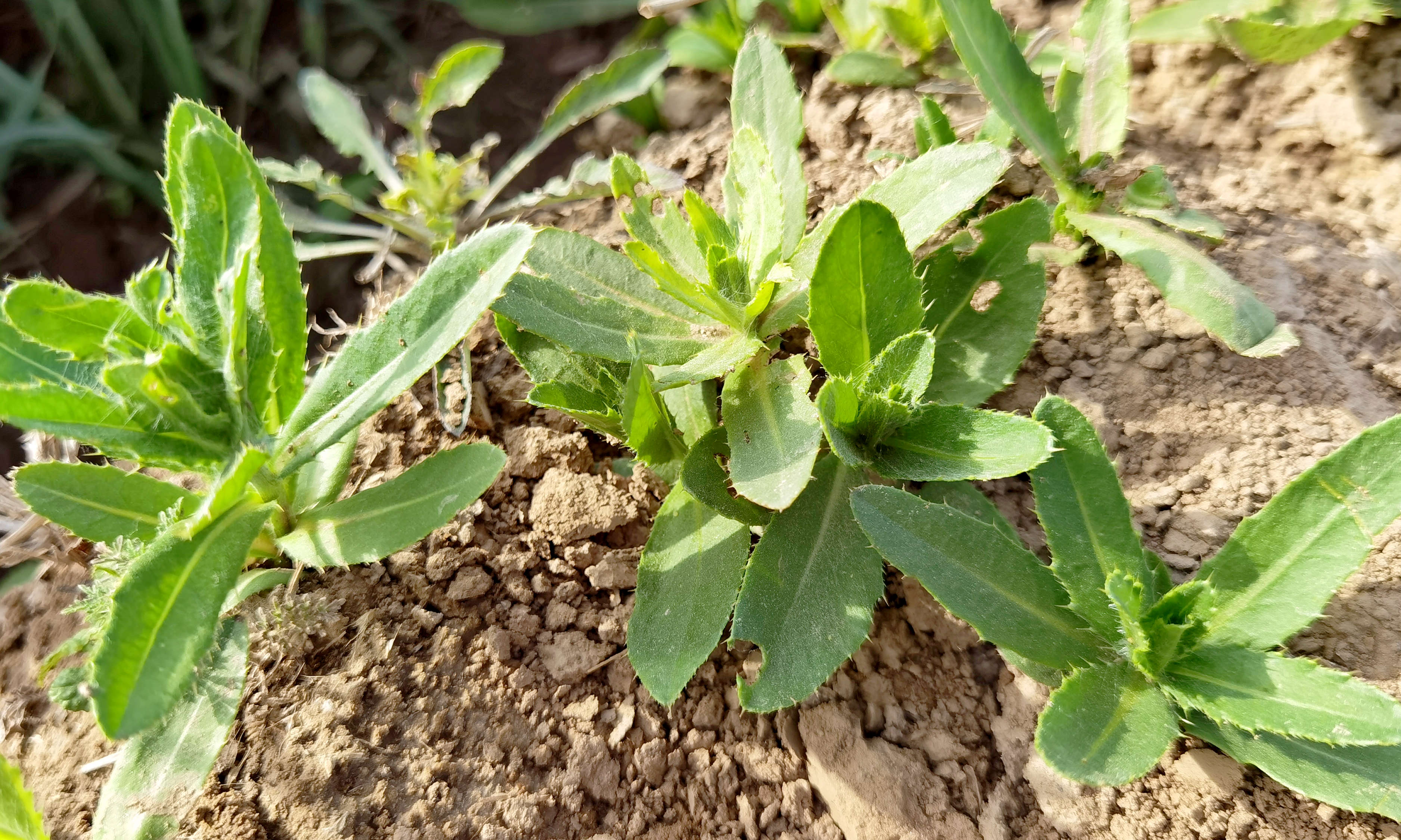 刺儿菜功效和吃法（教你做出鲜嫩营养的刺儿菜）