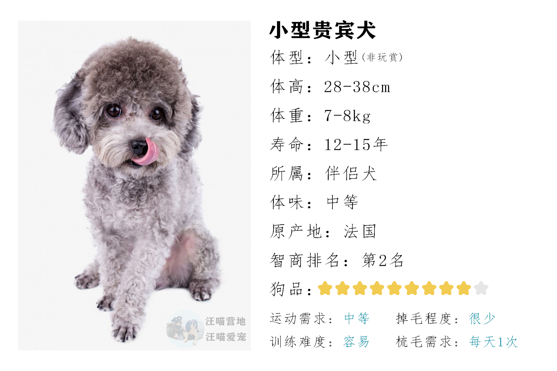 泰迪犬十大“心机”行为：聪明又会讨好人的萌宠秘籍